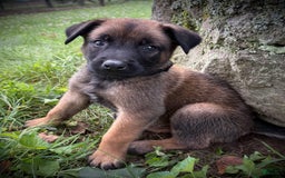 Belgian Malinois dogs for sale: Oliver - Image 2