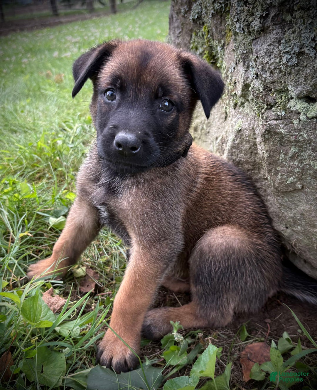 Belgian Malinois dogs for sale: Oliver - Image 2