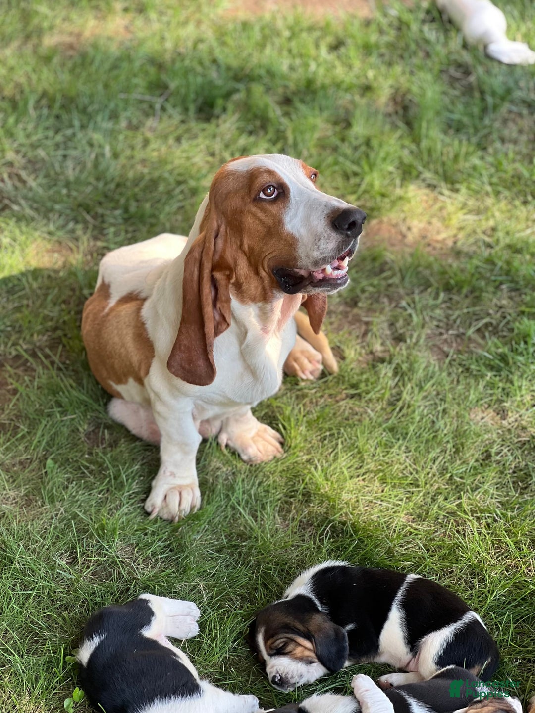Basset Hound dogs for sale: Lily - Image 2