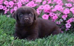 Labrador Retriever dogs for sale: Daisy - Image 3
