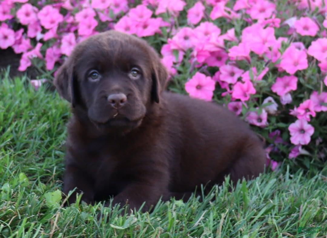 Labrador Retriever dogs for sale: Daisy - Image 3