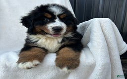 Bernese Mountain Dog dogs for sale: Bailey - Image 10