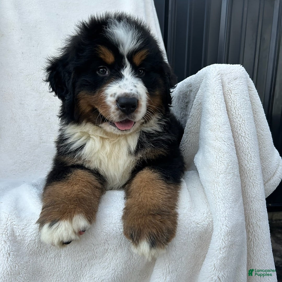 Bernese Mountain Dog dogs for sale: Bailey - Image 10