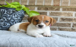 Jack Russell Terrier dogs for sale: Dash - Image 1