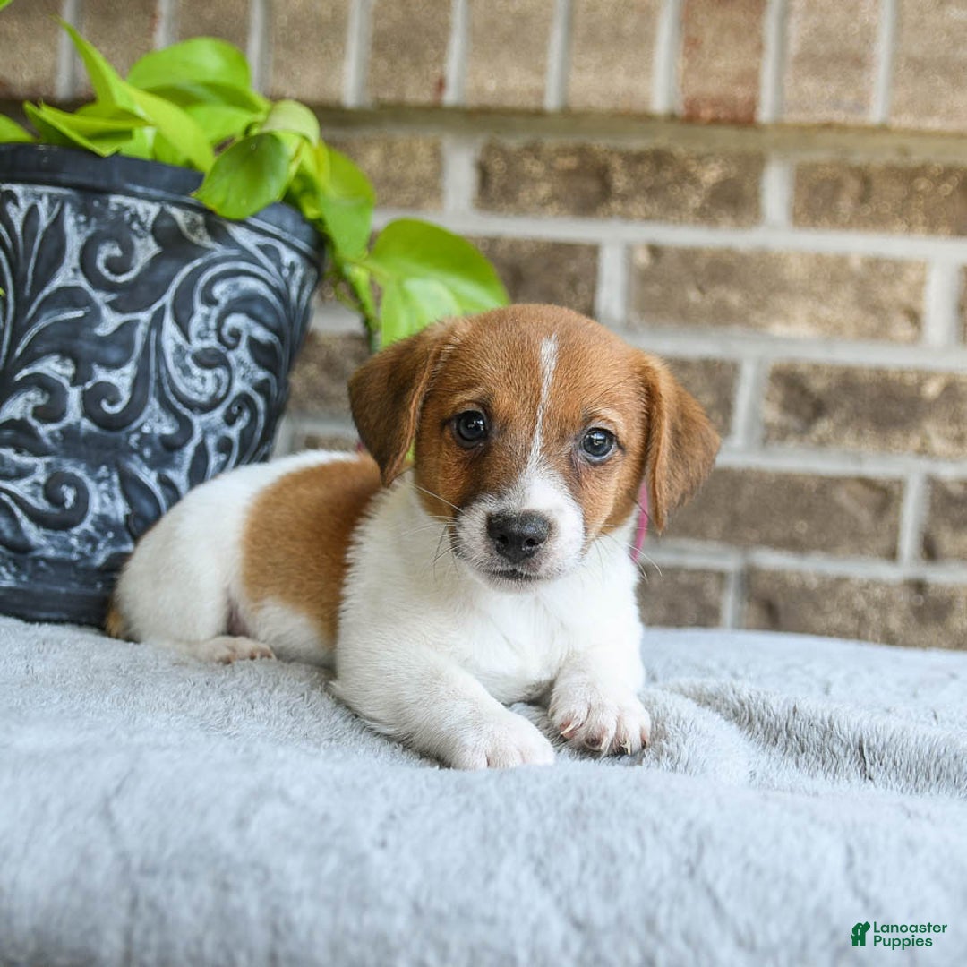 Jack Russell Terrier dogs for sale: Dash - Image 1