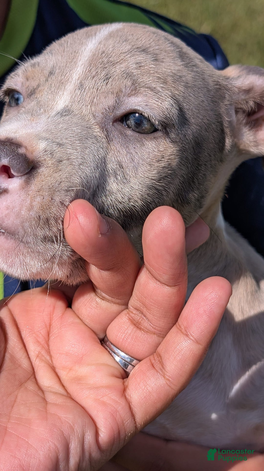 American Bully dogs for sale: Green Girl - Image 20