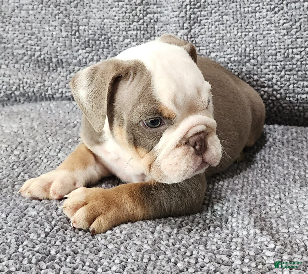 English Bulldog dogs for sale: Carson - Image 3