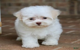 Havanese dogs for sale: Winnie - Image 2