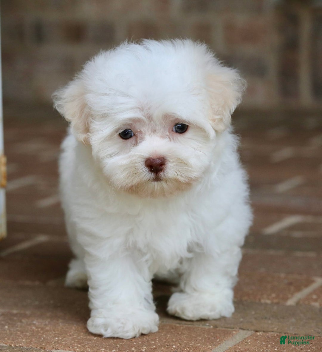 Havanese dogs for sale: Winnie - Image 2