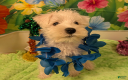 Miniature Schnauzer dogs for sale: Cotton Wiggles - Image 1