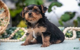 Shorkie dogs for sale: Hunter - Image 1