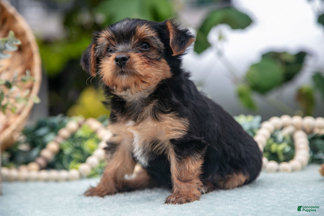 Shorkie dogs for sale: Hunter - Image 1