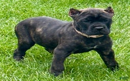 Cane Corso dogs for sale: Bonnie - Image 1