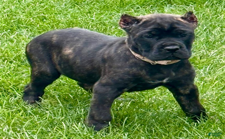 Cane Corso dogs for sale - Ad 1