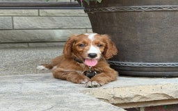 Goldendoodle dogs for sale: Ginger - Image 11