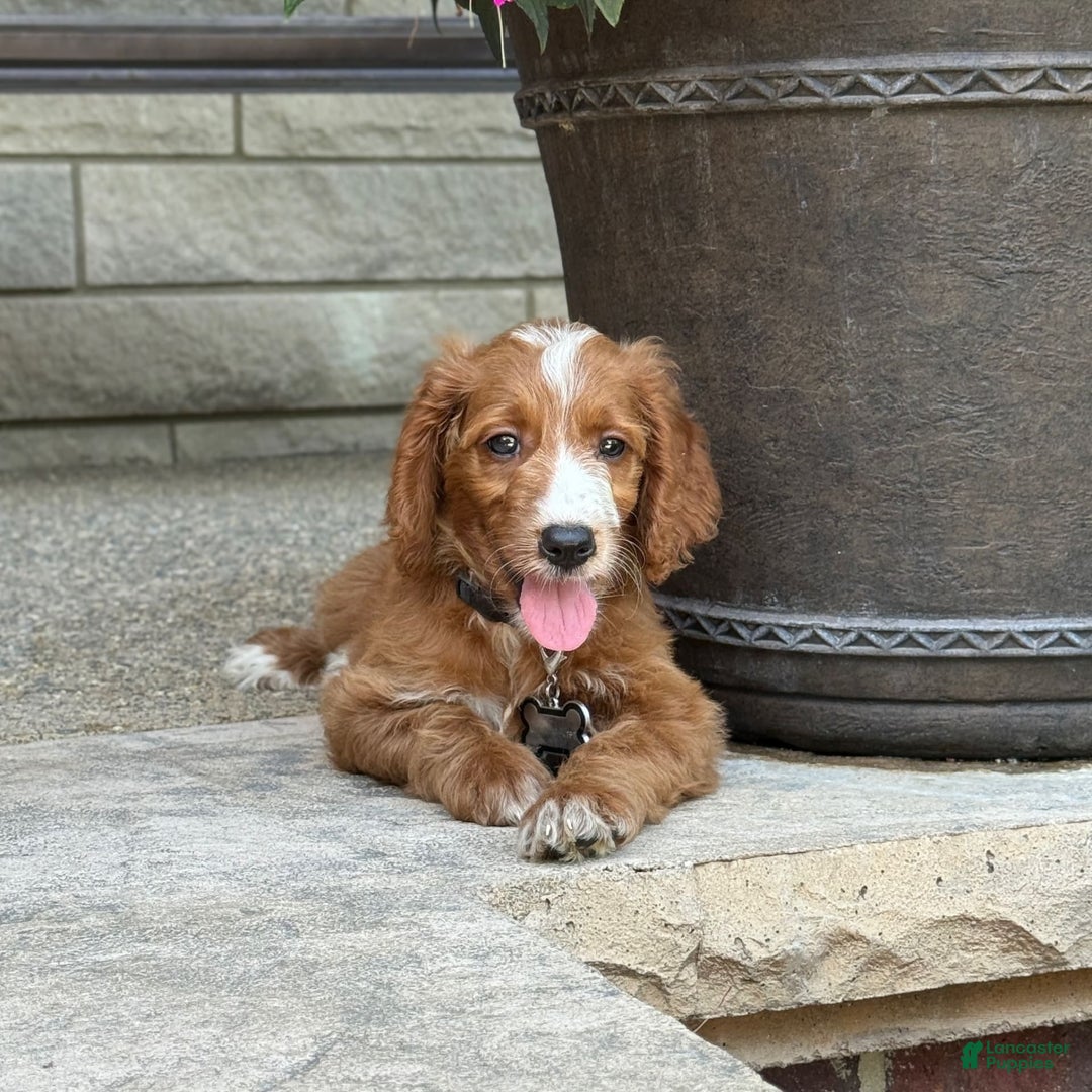 Goldendoodle dogs for sale: Ginger - Image 11