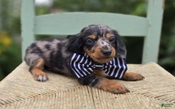 Miniature Dachshund dogs for sale: Albert - Image 2