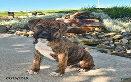 Boxer dogs for sale: Sarge - Image 3