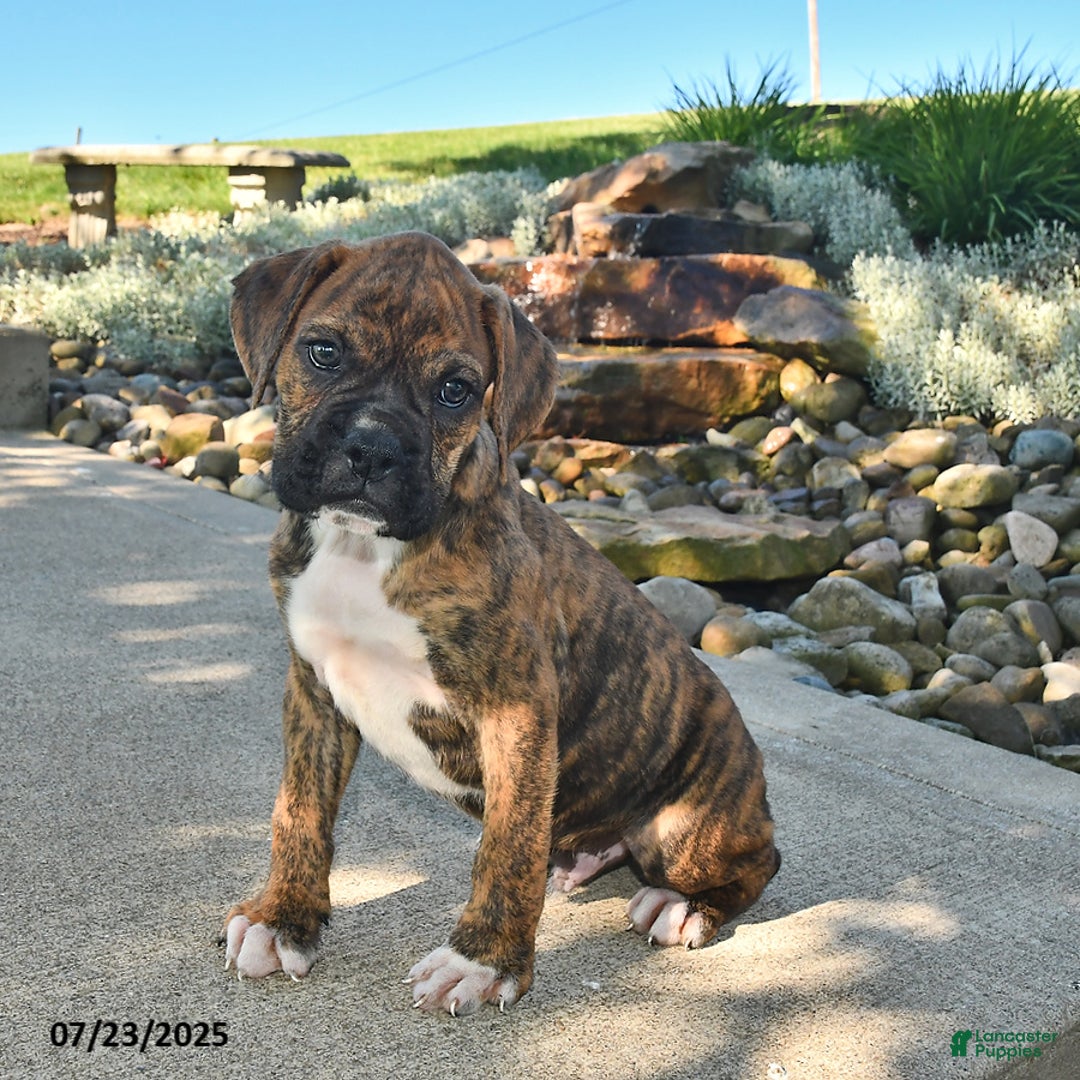 Boxer dogs for sale: Sarge - Image 3
