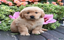 Golden Retriever dogs for sale: Wanderer - Image 1