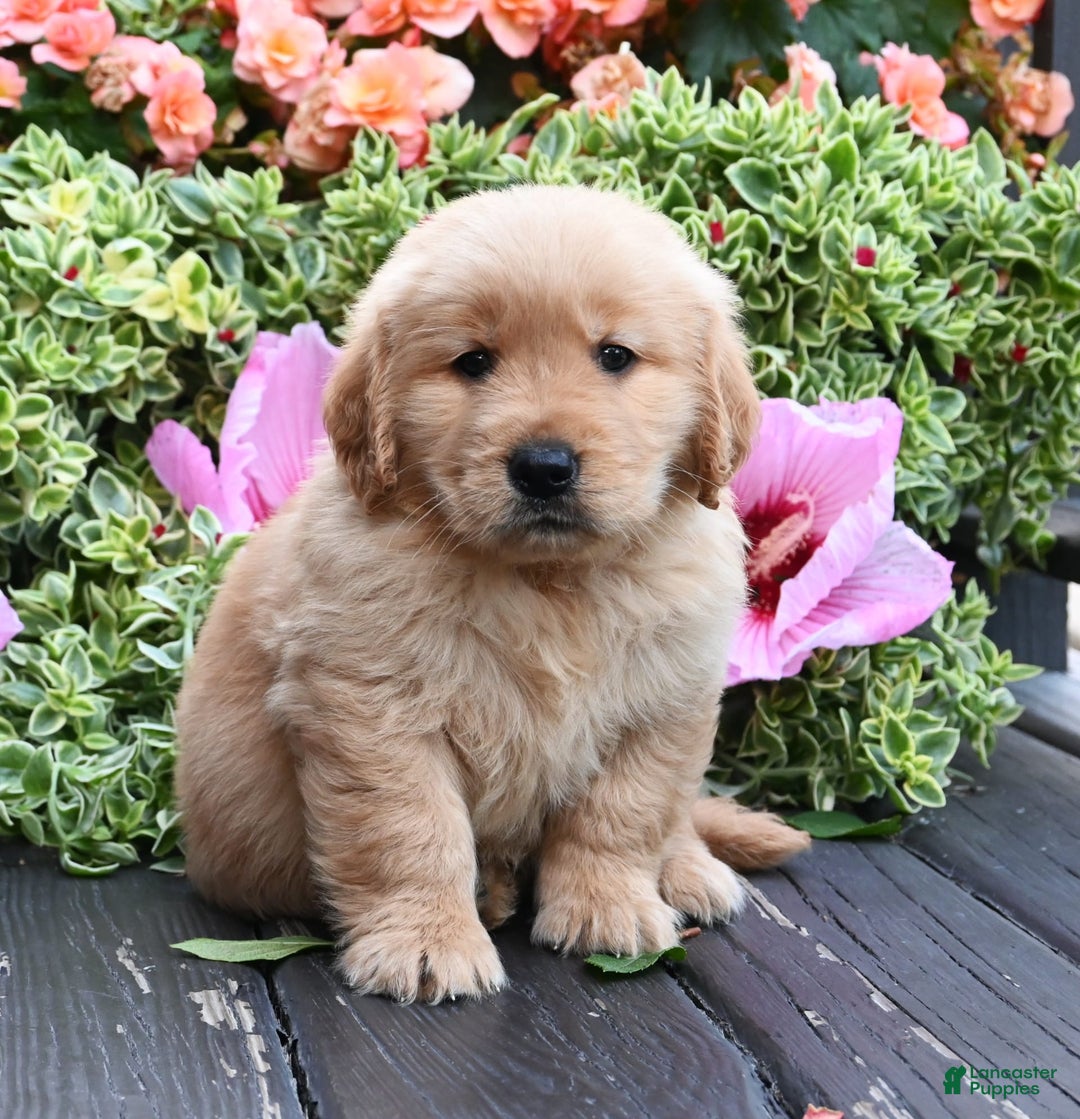 Golden Retriever dogs for sale: Wanderer - Image 1