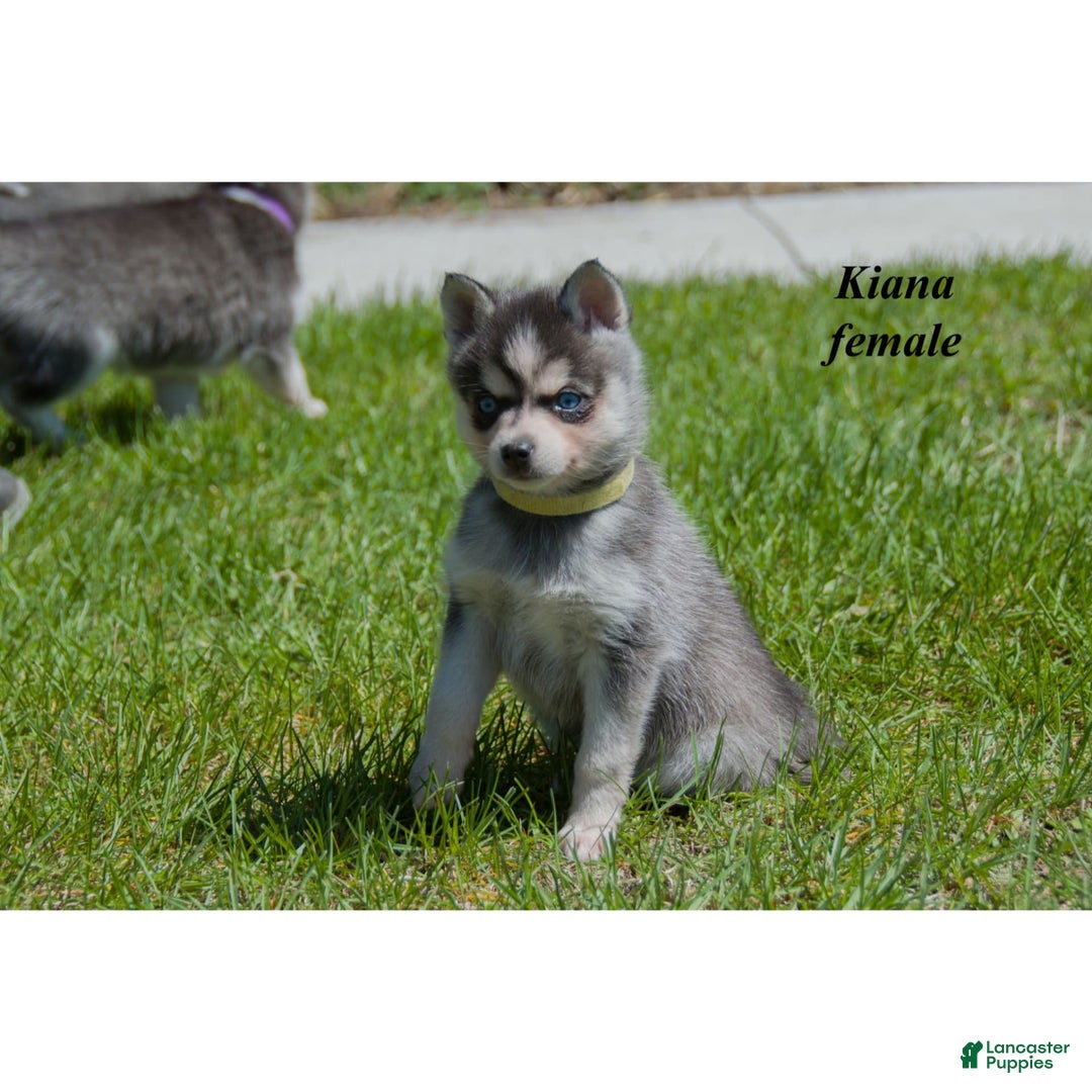 Alaskan Klee Kai dogs for sale: Kiana - Image 3