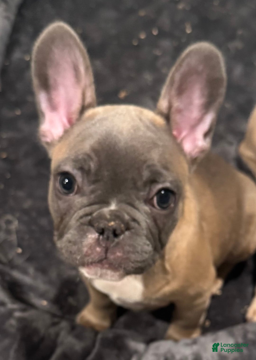 French Bulldog dogs for sale: Zeus - Image 4
