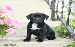 Jack Russell Terrier dogs for sale: Lily - Image 2