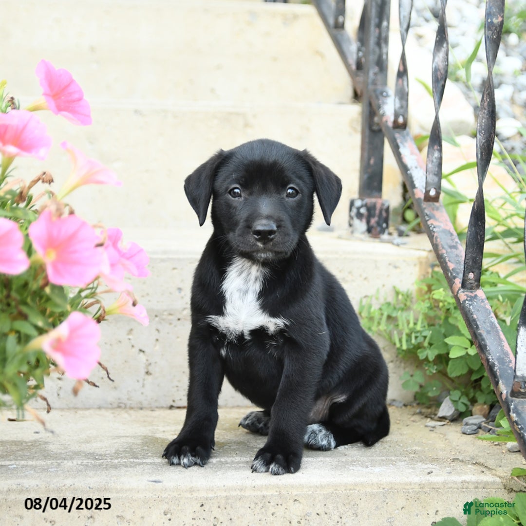 Jack Russell Terrier dogs for sale: Lily - Image 2