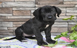 Great Dane dogs for sale: Coffee - Image 7