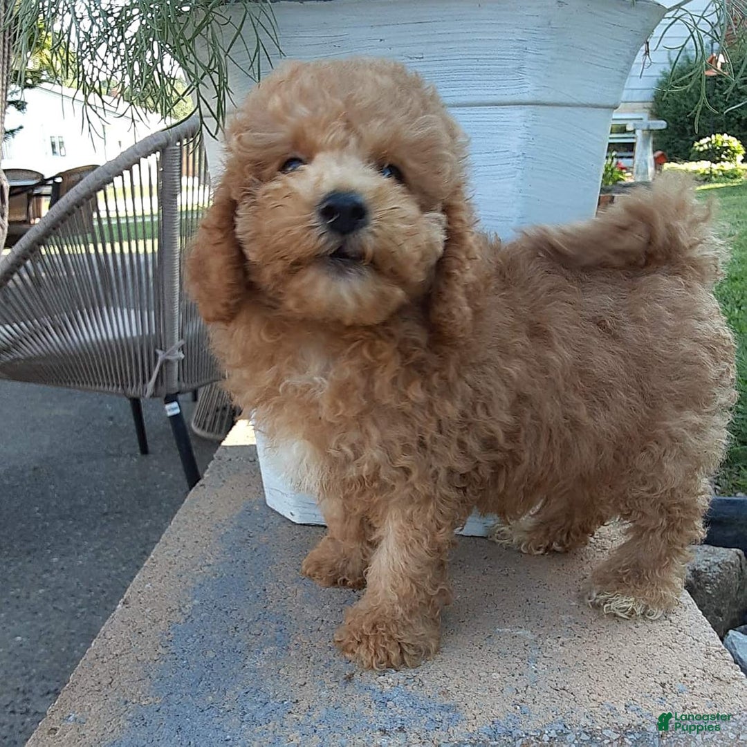 Bichpoo dogs for sale: Benson - Image 15