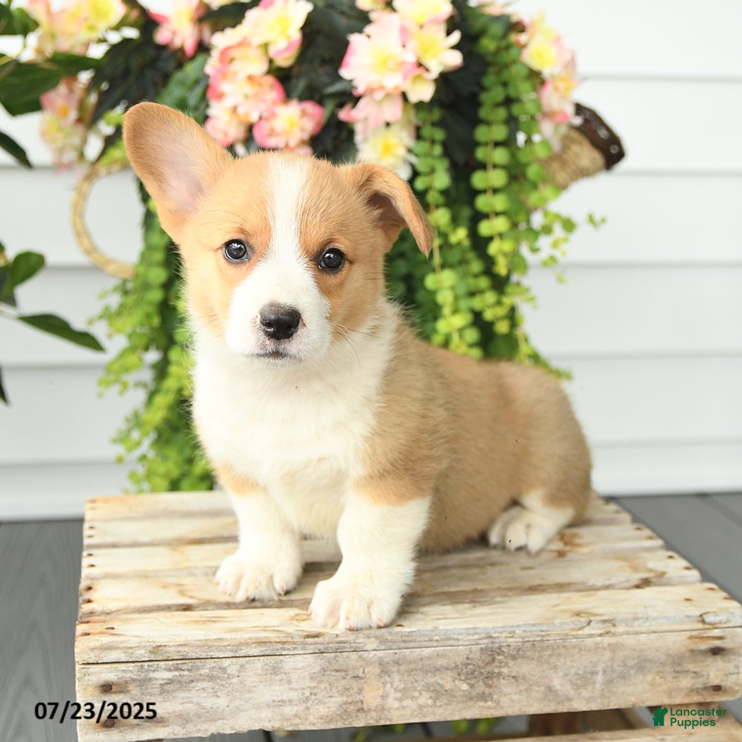 Welsh Corgi Pembroke dogs for sale: Peaches - Image 2