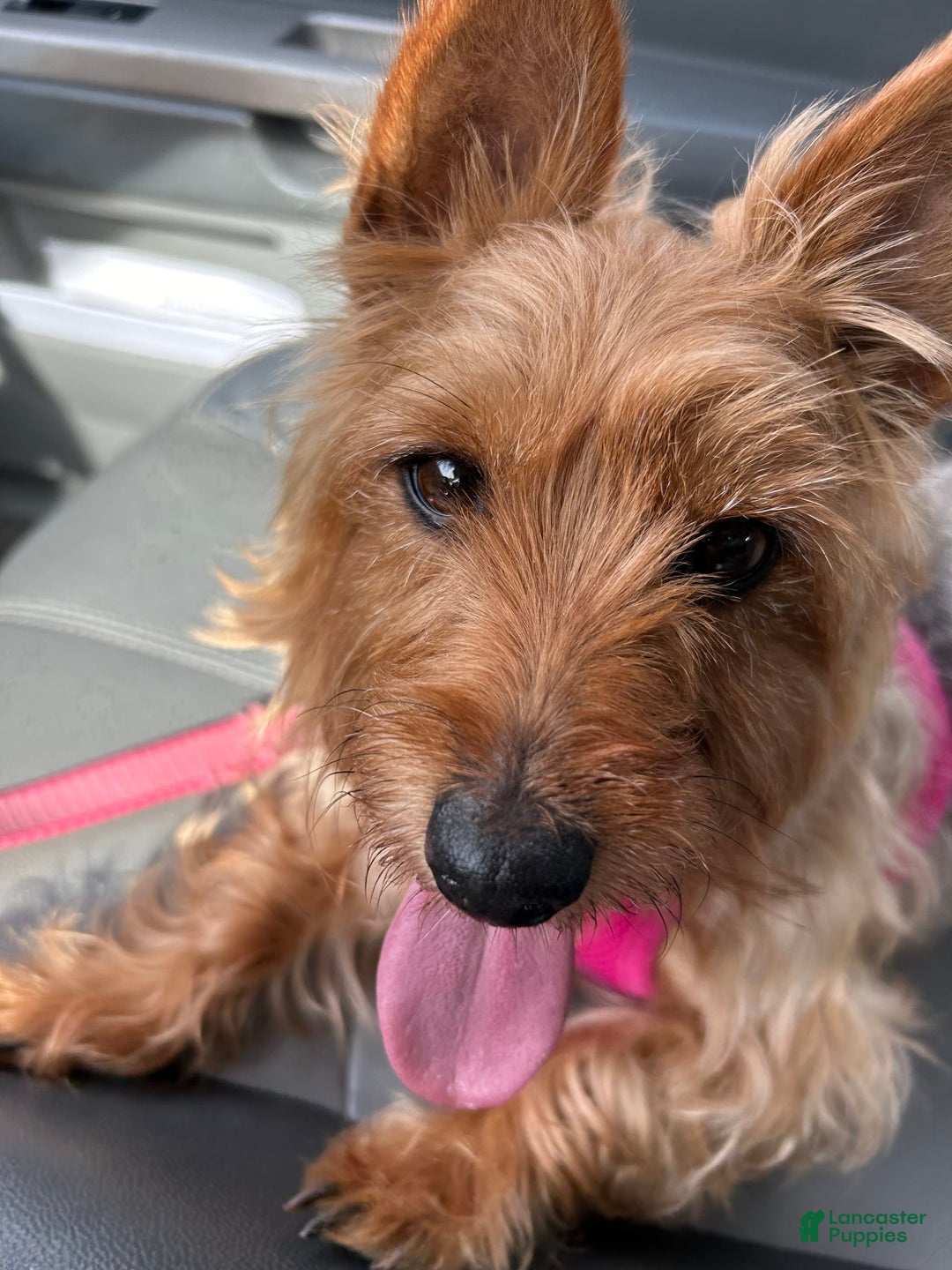 Yorkshire Terrier dogs for sale: Biggie - Image 3