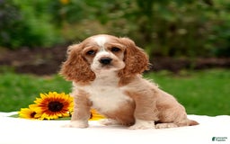 Cocker Spaniel dogs for sale: Tanner - Image 4