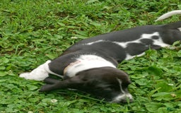 Basset Hound dogs for sale: Shiloh - Image 10