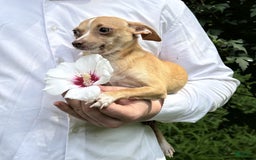 Chihuahua dogs for sale: Olive - Image 3