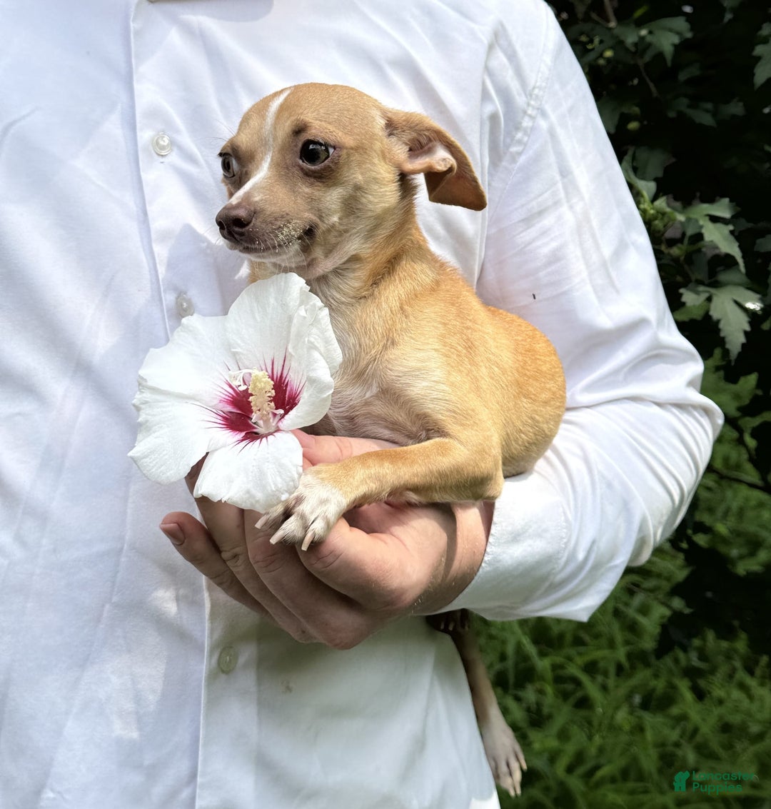 Chihuahua dogs for sale: Olive - Image 3