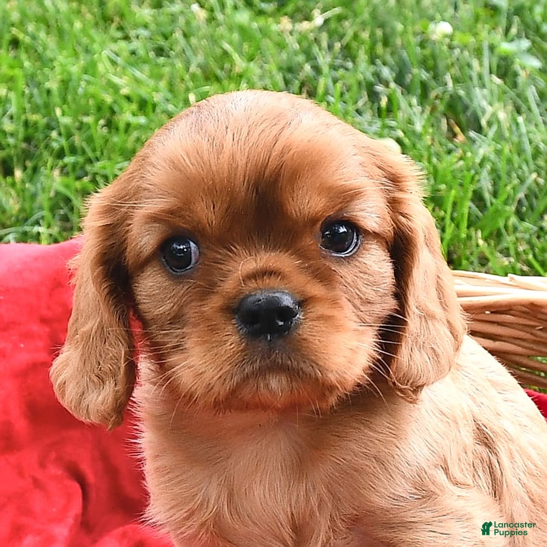 Cavalier King Charles Spaniel dogs for sale: Charlie - Image 8