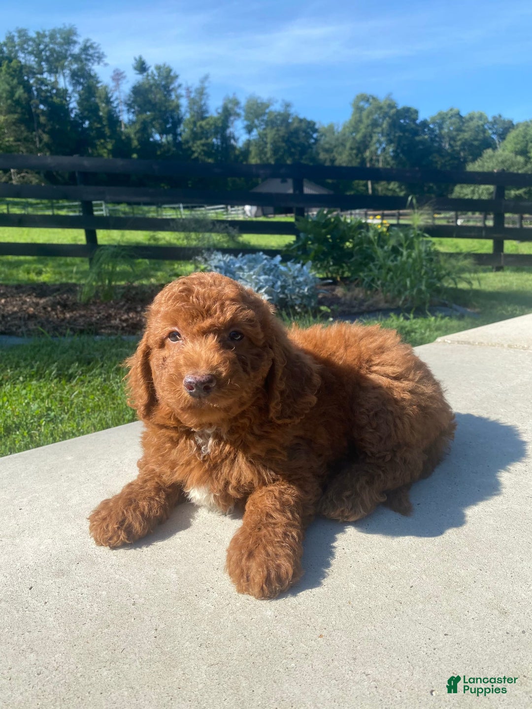 Mini Goldendoodle dogs for sale: Dane - Image 5