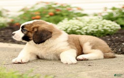 Saint Bernard dogs for sale: Charles - Image 3