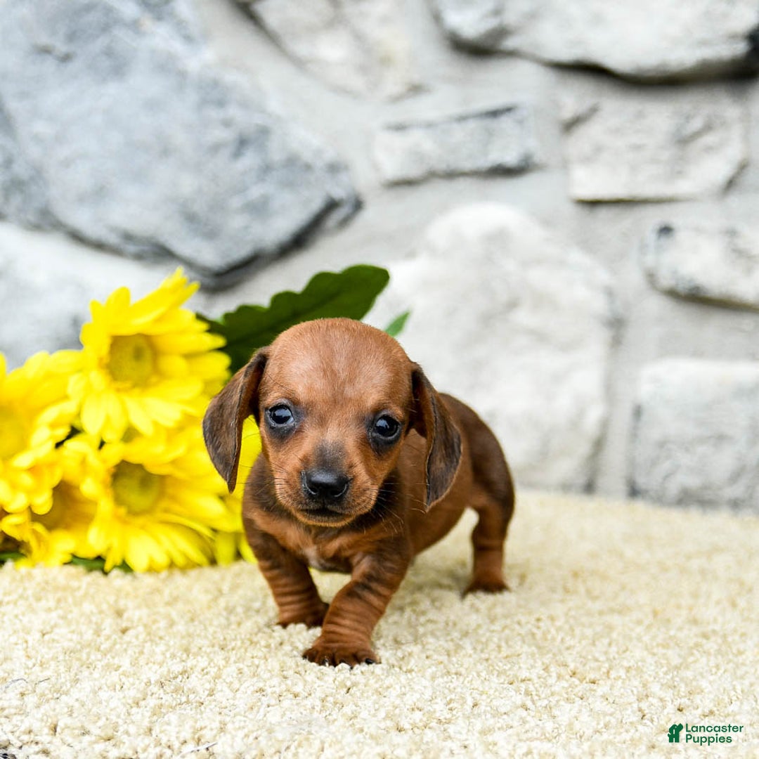 Miniature Dachshund dogs for sale: Ziggy - Image 2