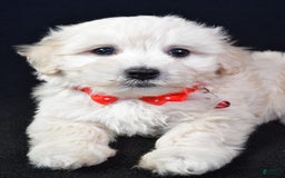 Maltipoo dogs for sale: Bruno - Image 4