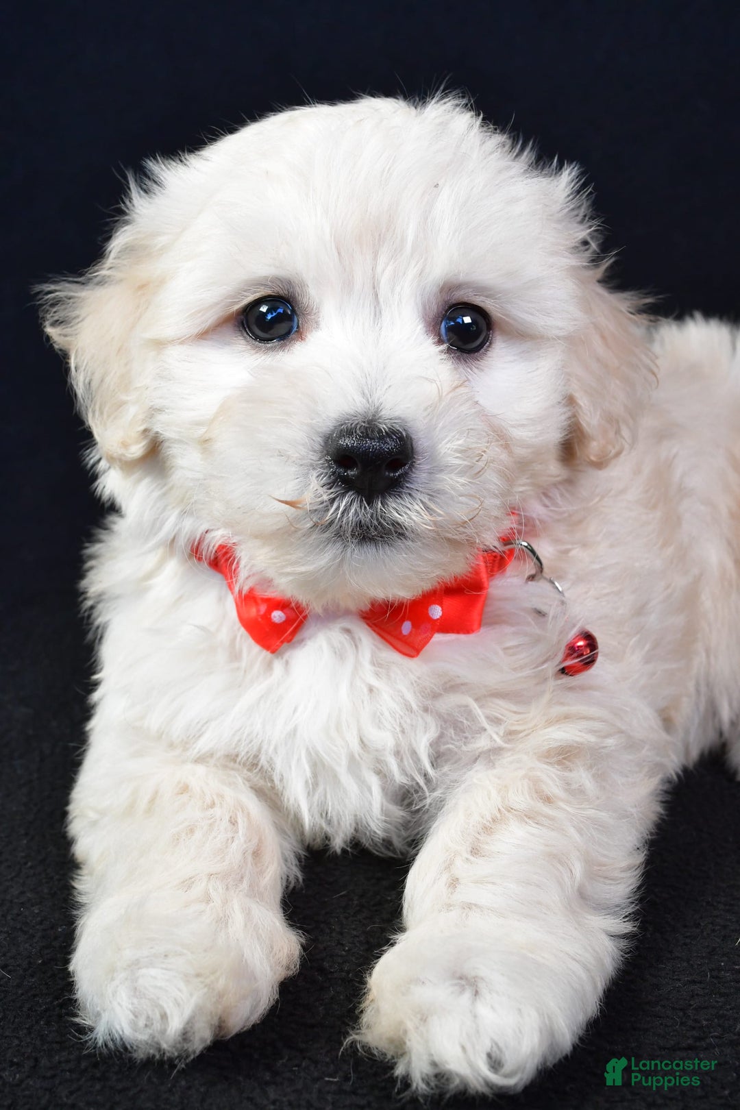 Maltipoo dogs for sale: Bruno - Image 4