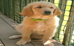 Golden Retriever dogs for sale: Mr. Green 💚 - Image 3