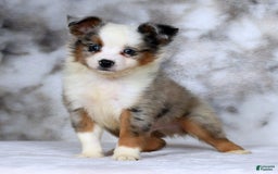  dogs for sale: Frisky - Image 5