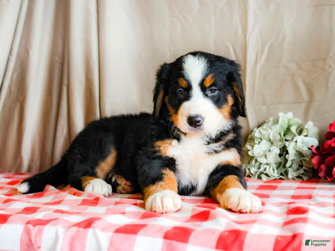 Bernese Mountain Dog dogs for sale: Lilac - Image 3