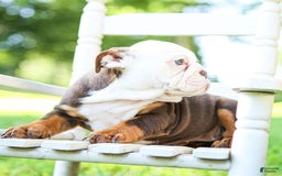 English Bulldog dogs for sale: Bridget - Image 5