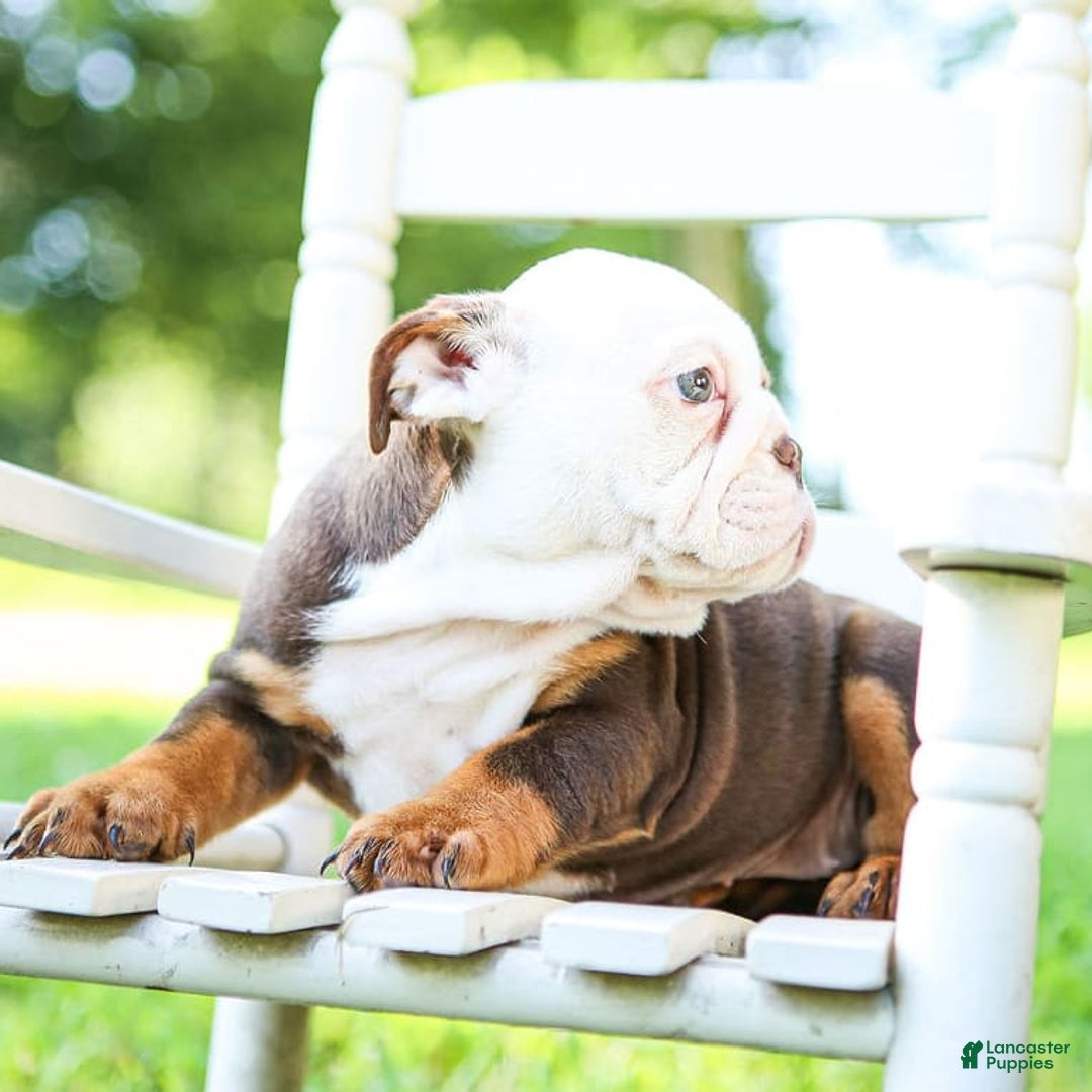 English Bulldog dogs for sale: Bridget - Image 5