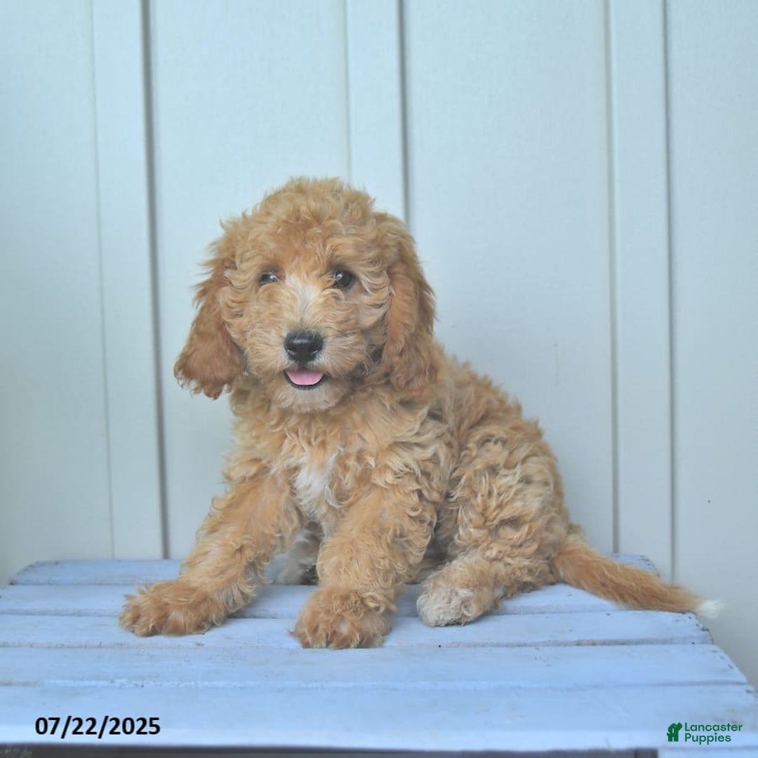 Mini Goldendoodle dogs for sale: Muppet - Image 6