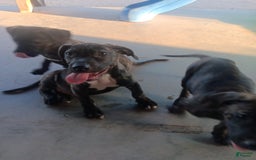 Cane Corso dogs for sale: Kilo - Image 1